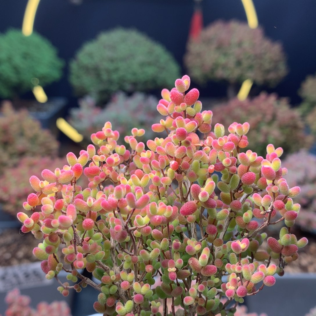 c144蜜橘枝干番杏