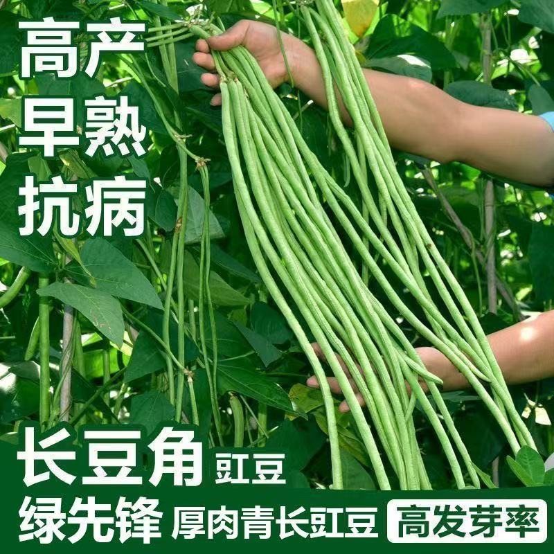 【全店6包包邮】特长绿先锋豆角种子大全新品种豇豆早熟高产春秋四