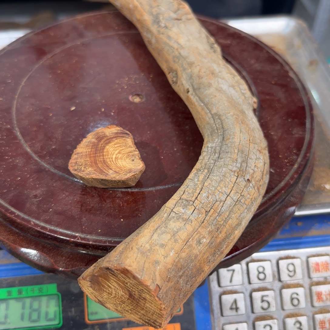 6***.崖柏太行崖柏易县料