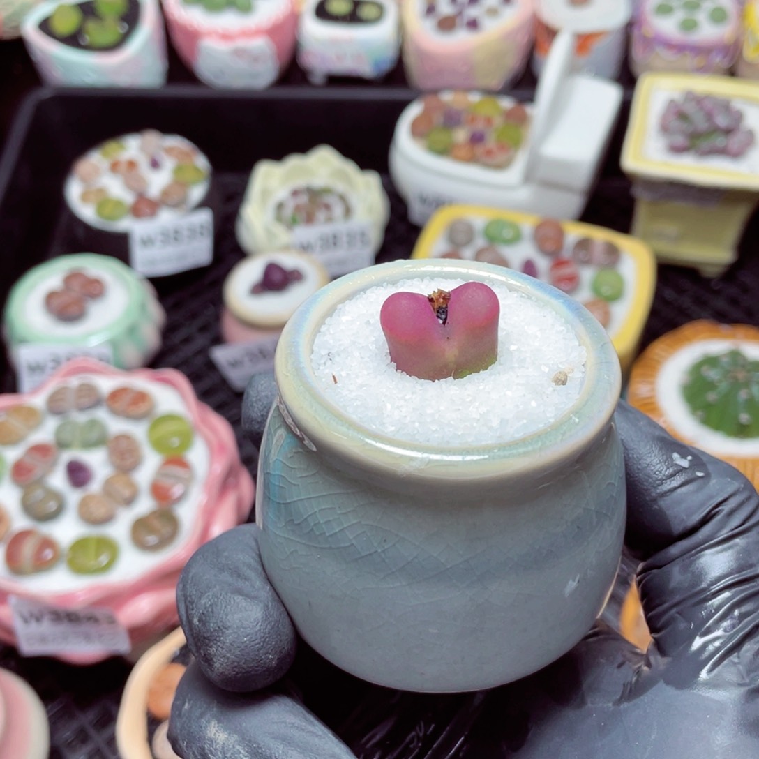 w3848--带盆土发货，零下地区拍保温箱