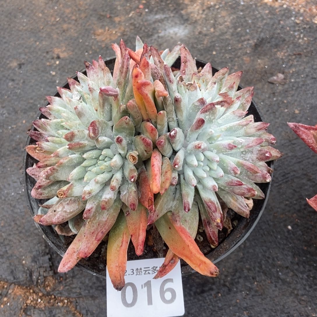 016白姆朵朵多肉植物