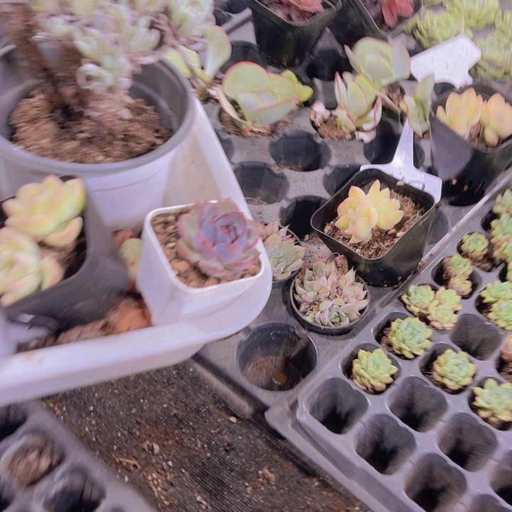 小***沐精品黑澄带盆土发多肉