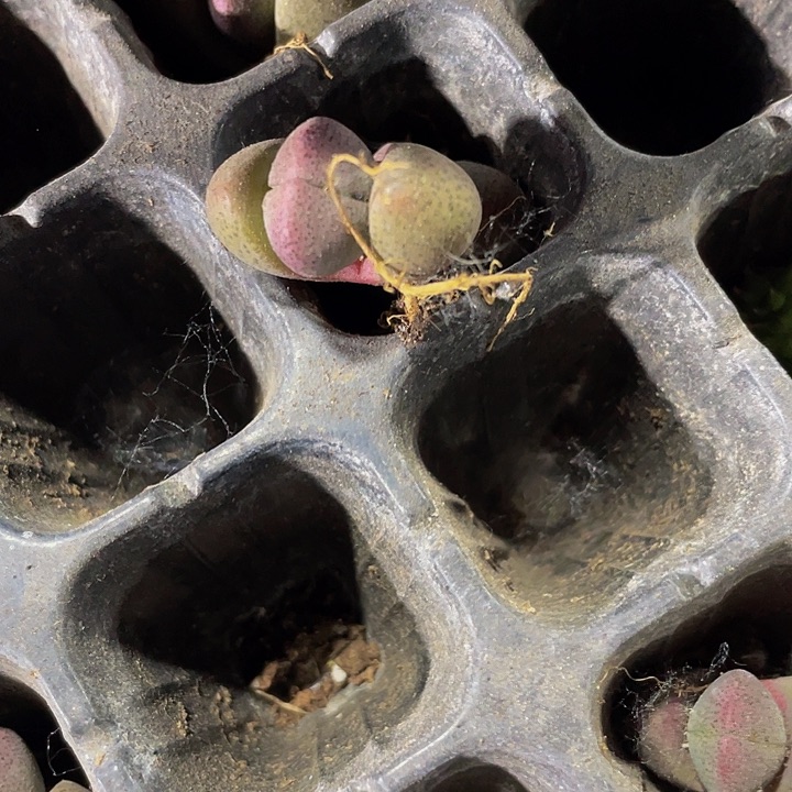 小紫元宝2元托土发