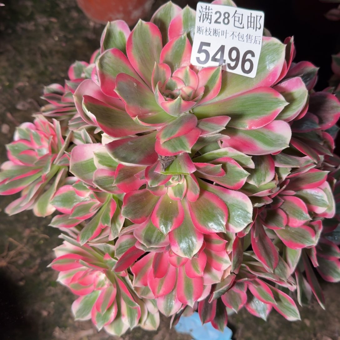 5496女郎多肉植物
