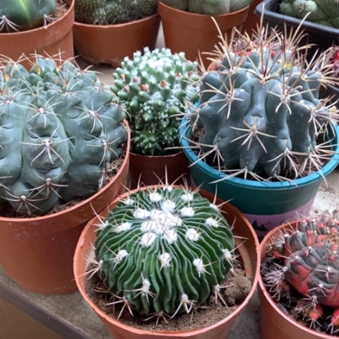 五盆仙人球35米仙人球