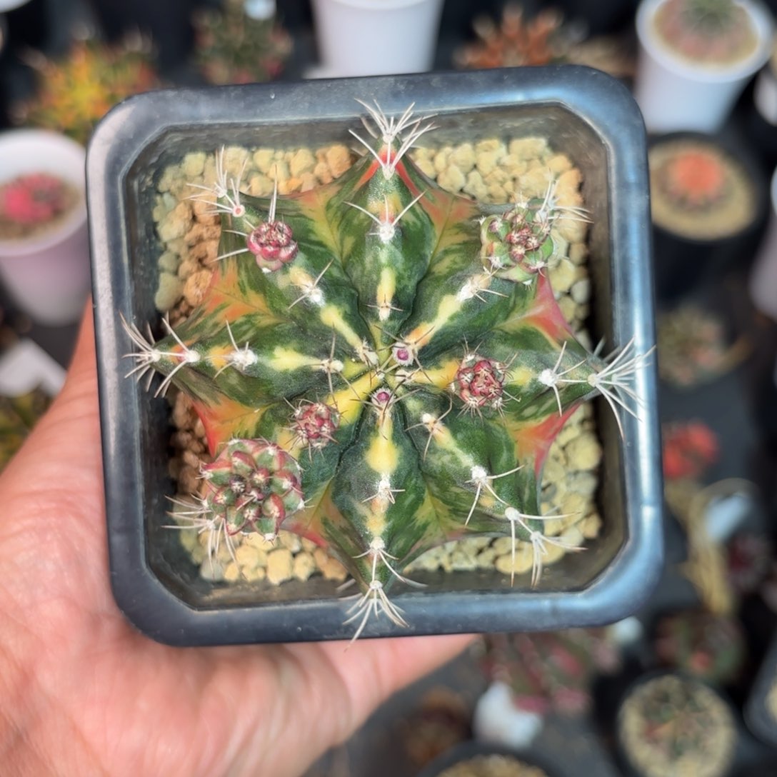 泰系米哈仙人球母本