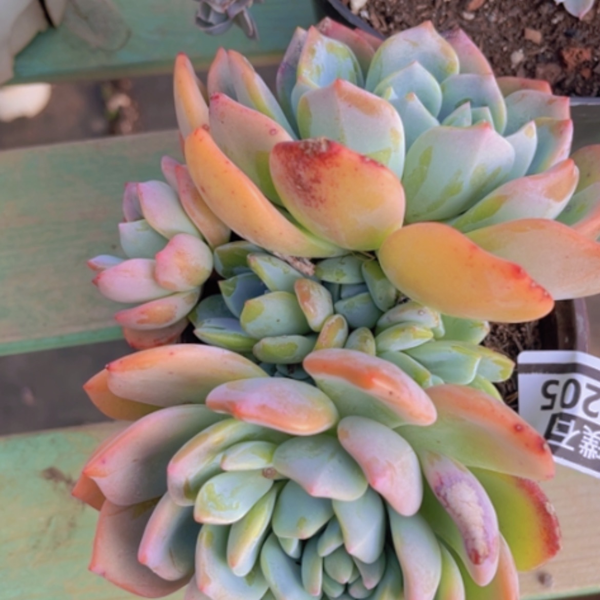 【闪购商品】香橙04205