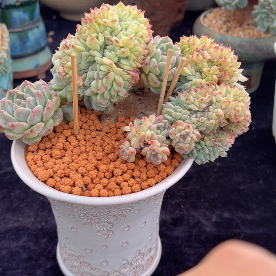 黄钻 新年快乐 新年快乐