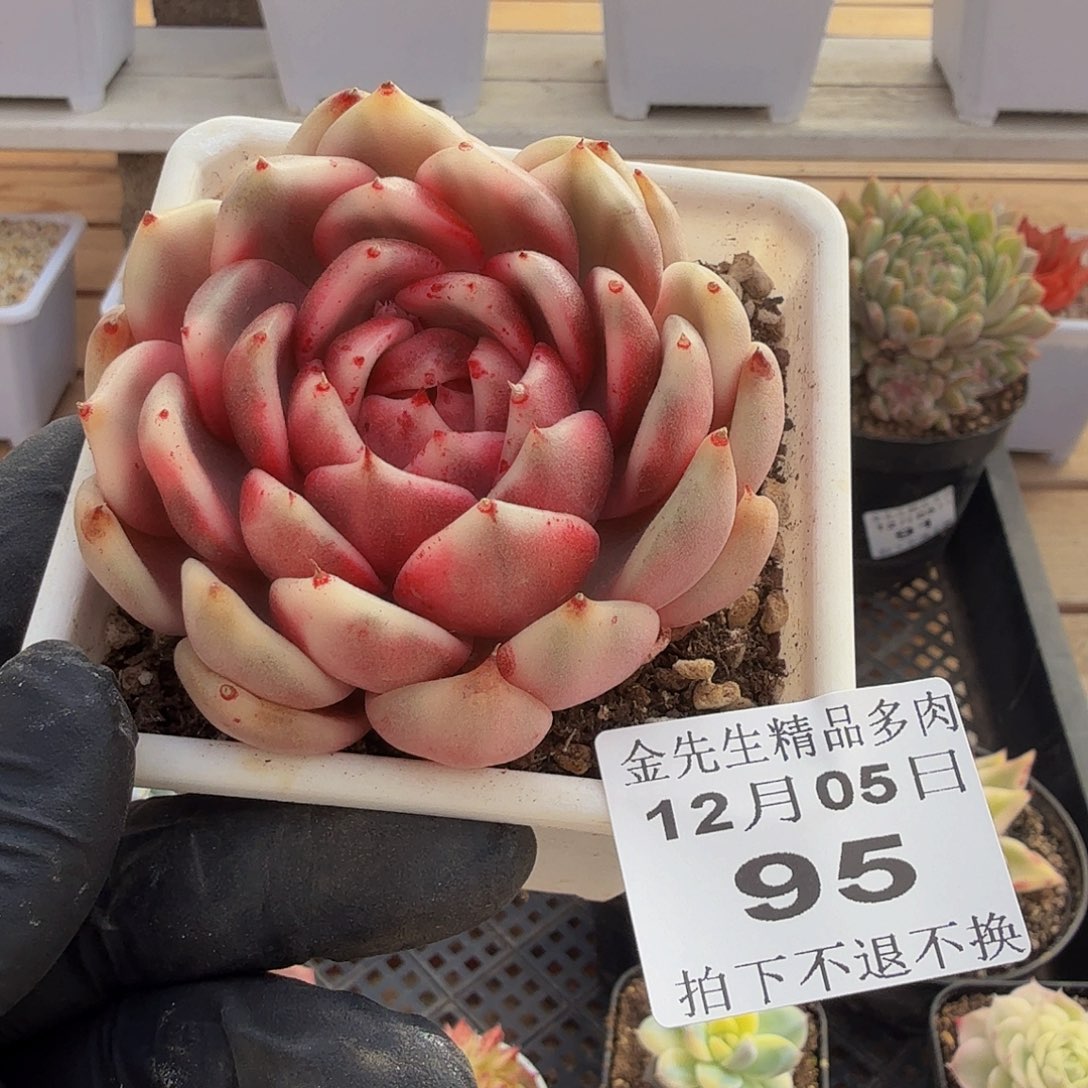 1205-95黑玫瑰锦单头