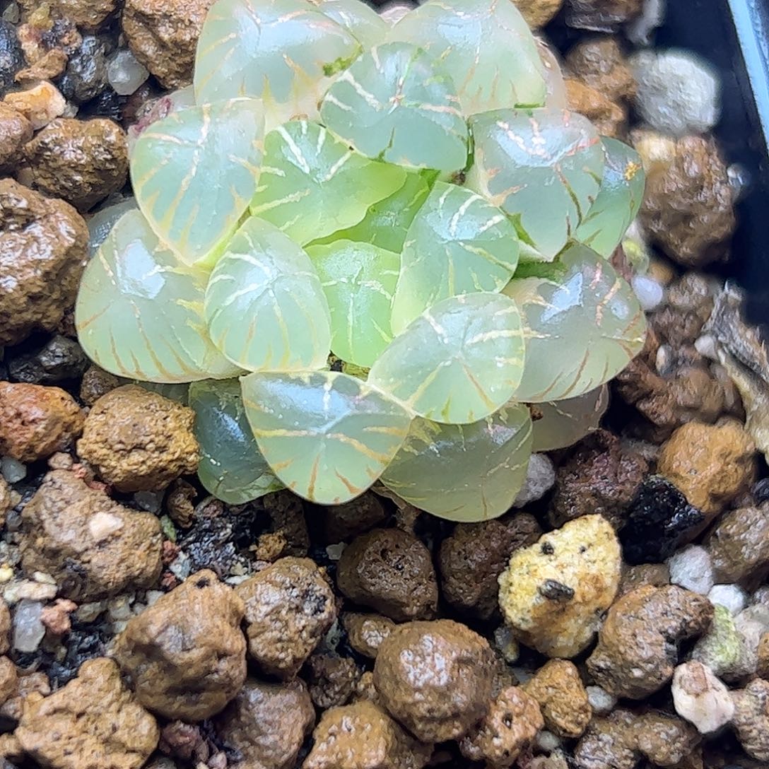 糊斑姬玉露锦十二卷
