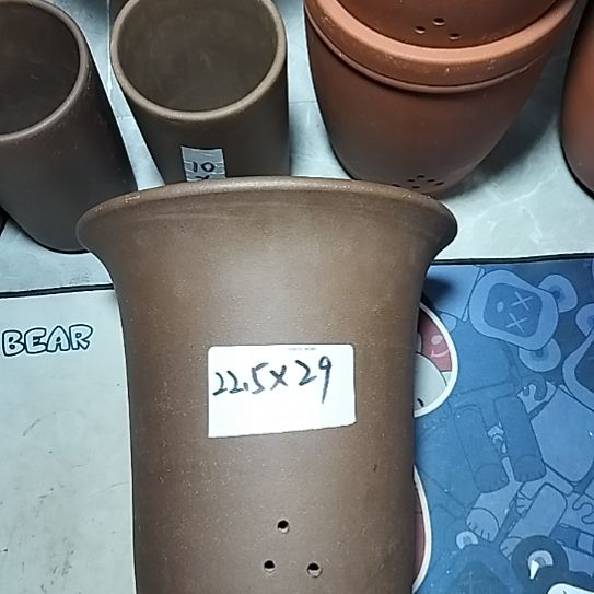 莲花金钟一个花盆