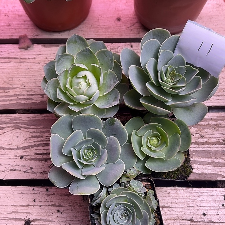 山地玫瑰一物一拍，带盆发货11号