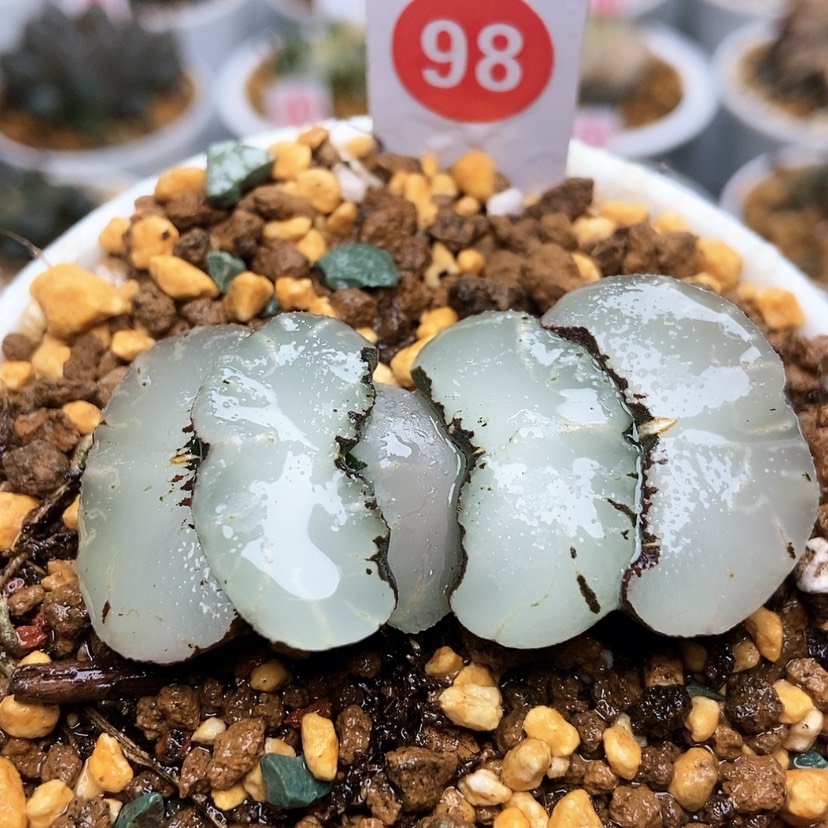 【闪购商品】98巨大化旷月