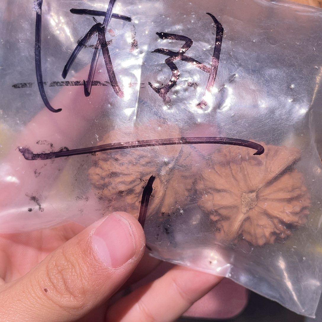 丨***丨吊坠文玩核桃福利