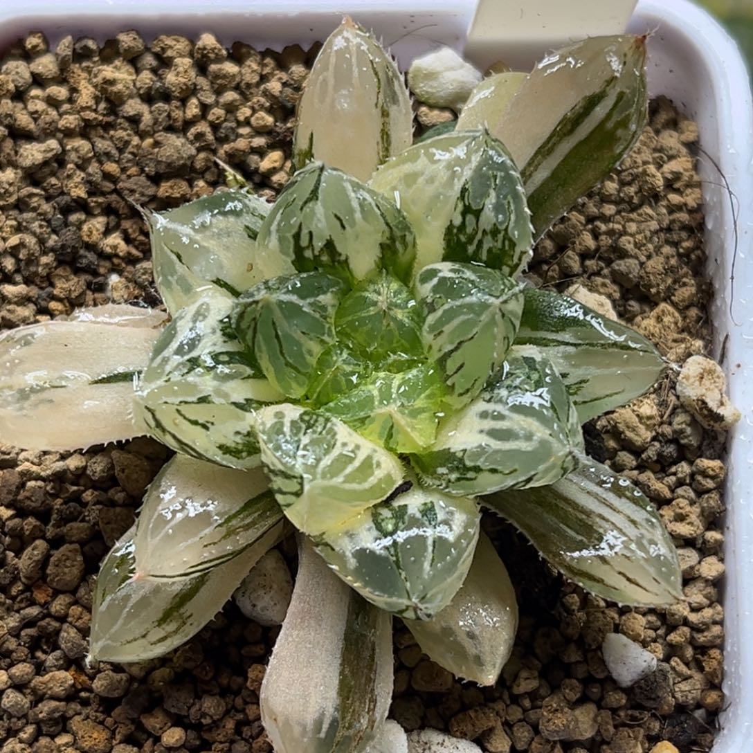 95极上斑大叶楼兰玉露锦福利专场