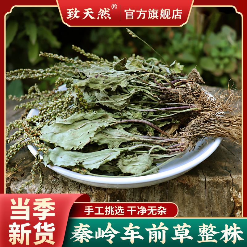 车前草精选干净新货车前草泡水秦岭新鲜车前
