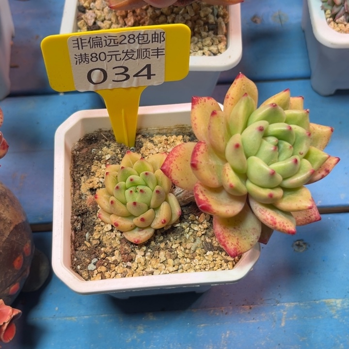 大034:、zvcbvvbbbb