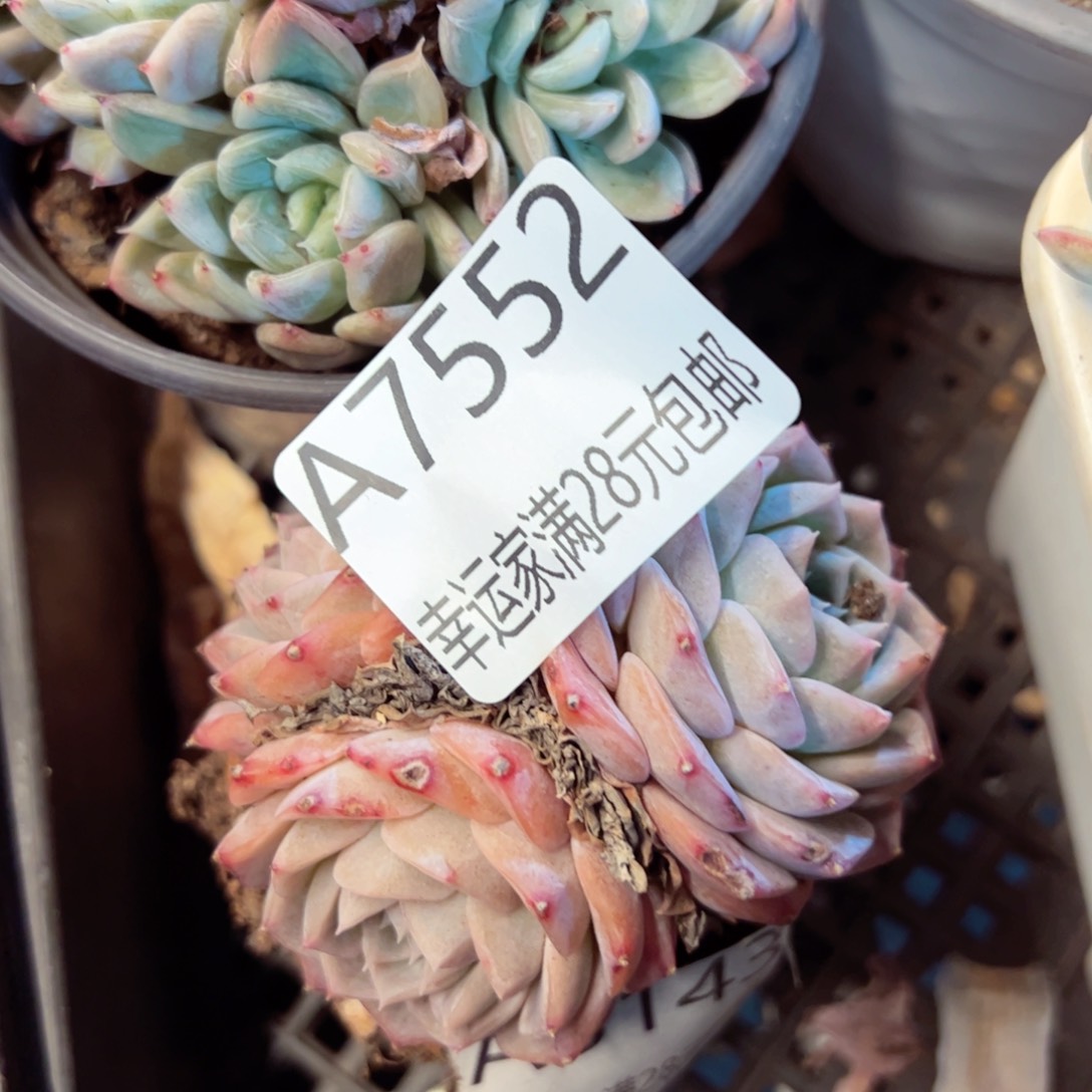 幸运的是我的朋友们一起