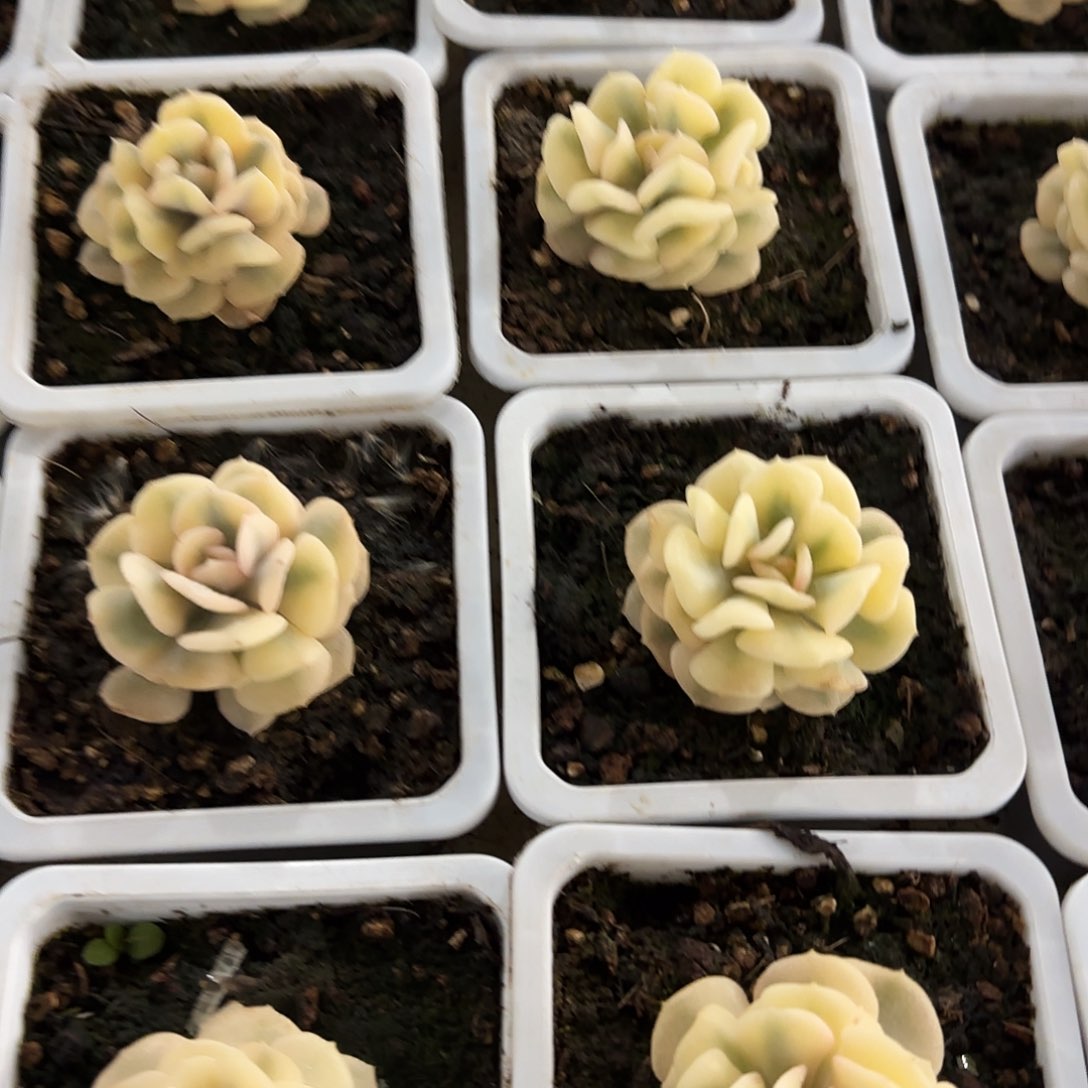 雪精灵锦多肉植物