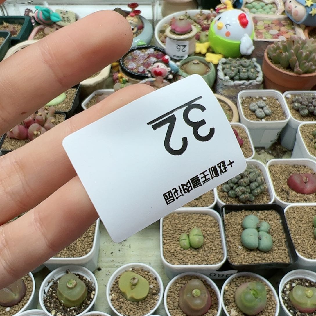 【闪购商品】琳**宝32 脱土