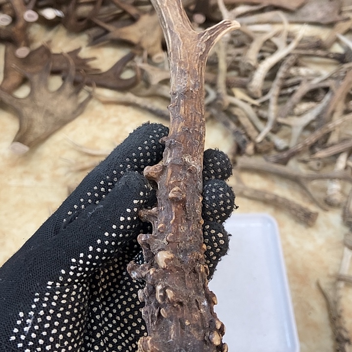 须****大叶紫檀（黑酸枝木类）