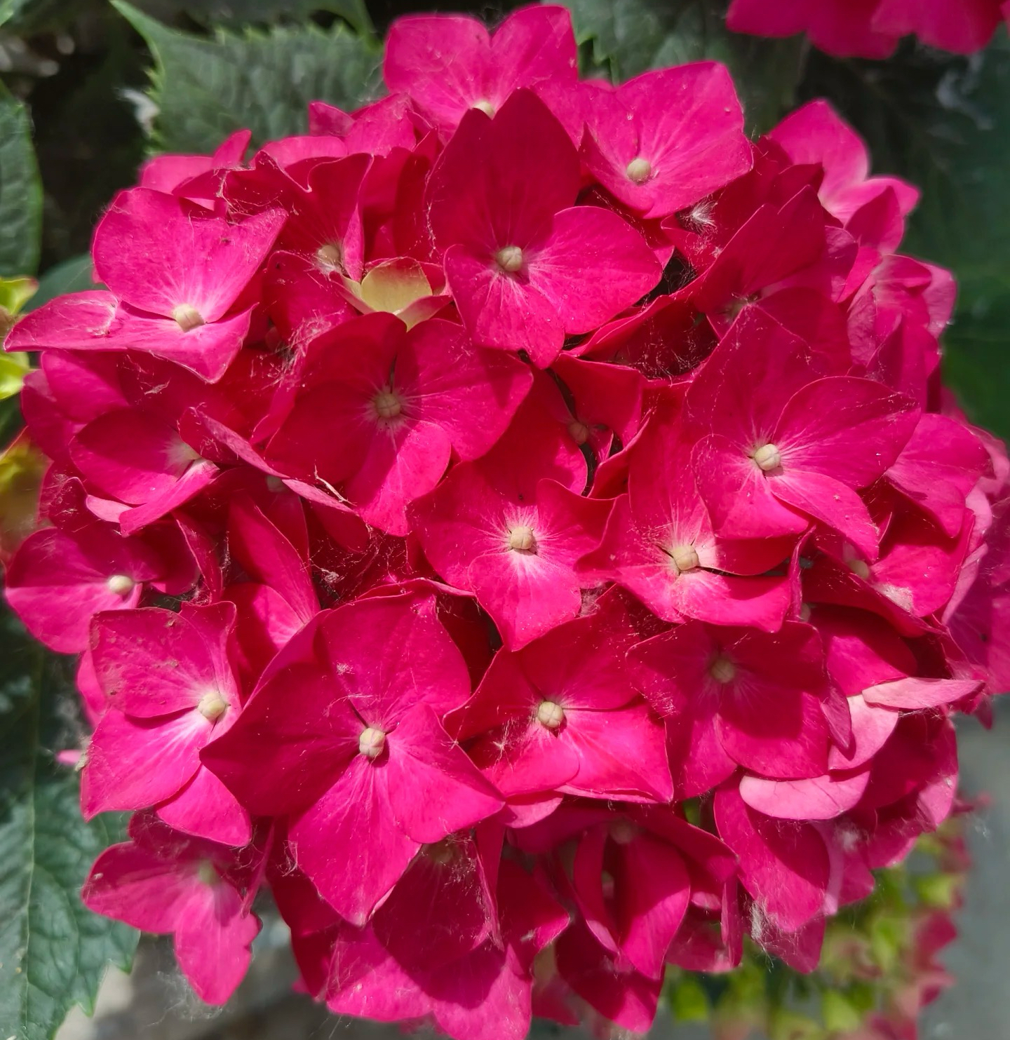 玫红妈妈5加仑绣球花苗地栽盆栽好养