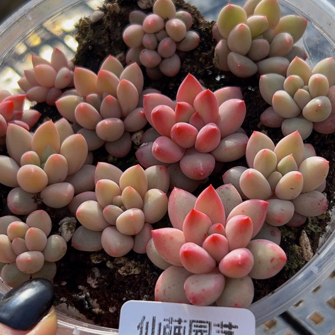 873多肉葡萄的味道是