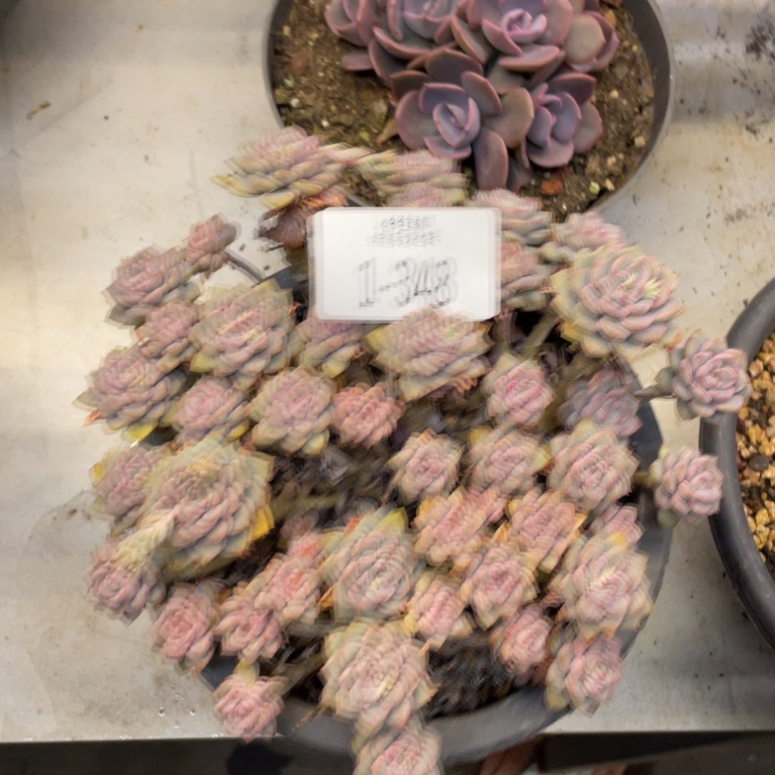 黑大帅多肉1-348粉布偶