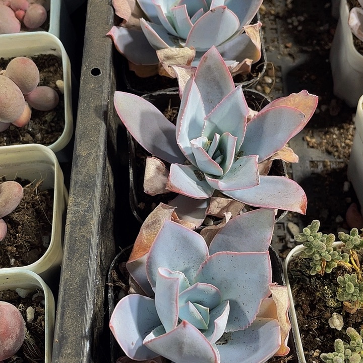 广寒宫带盆土发货