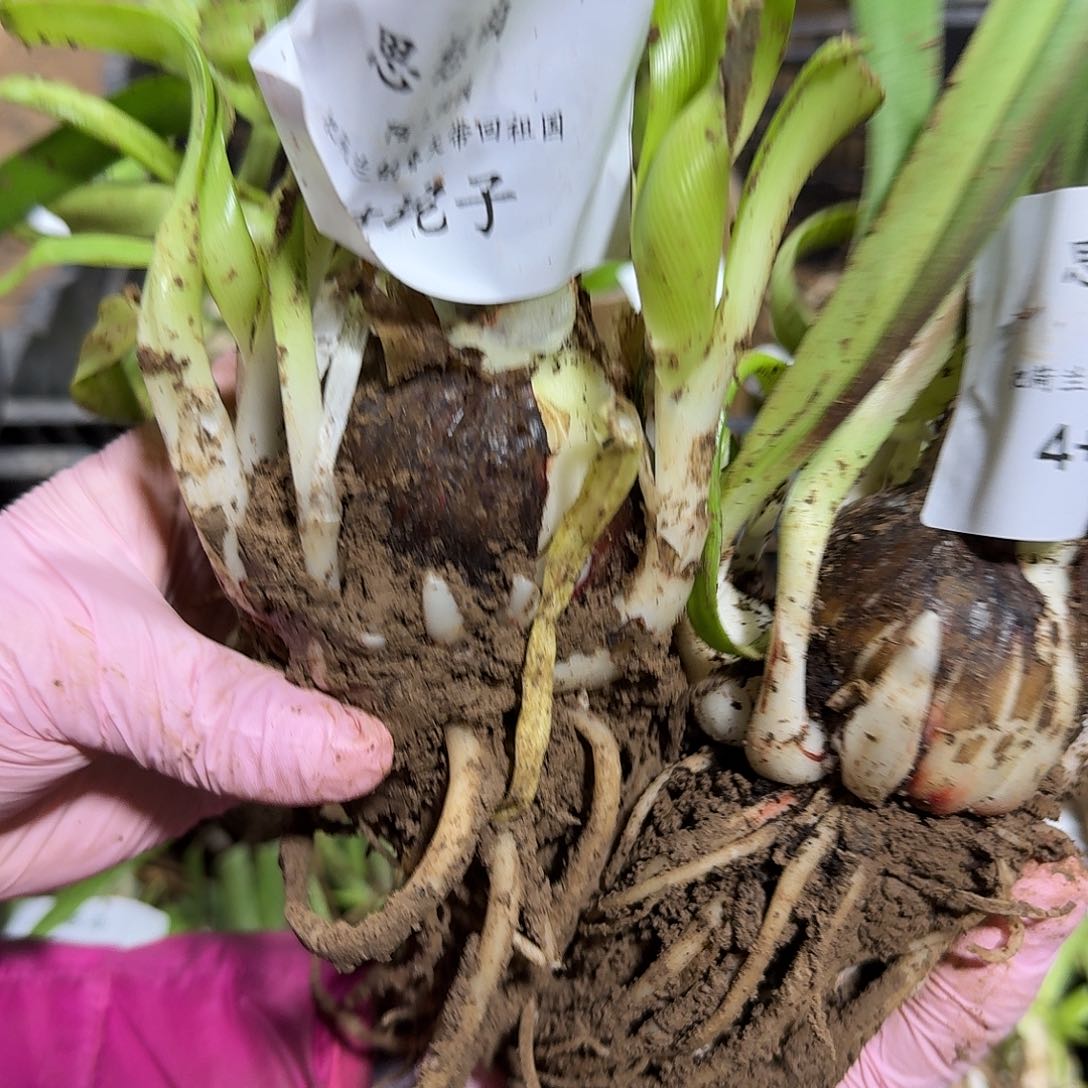 思想曲4+坨坨发发发