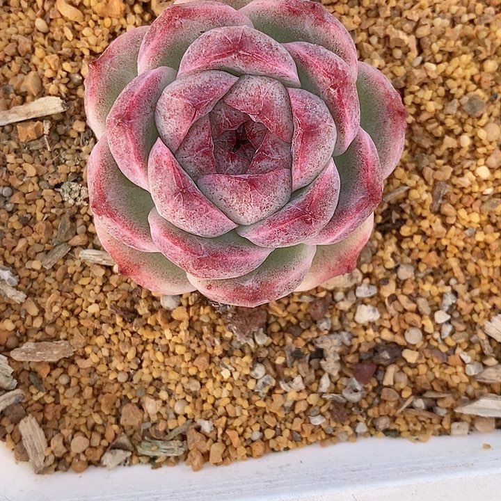 @****见727多肉植物老桩