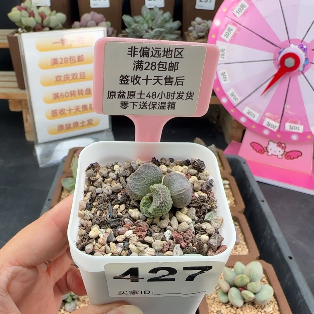 P***0427实生多肉的植物
