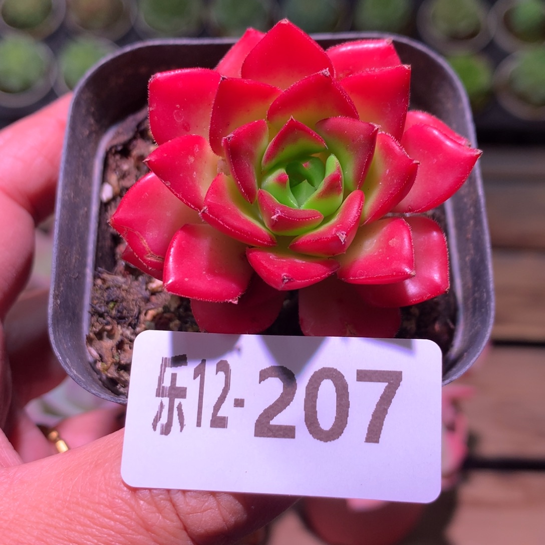 乐然12-207 蒂亚单头 