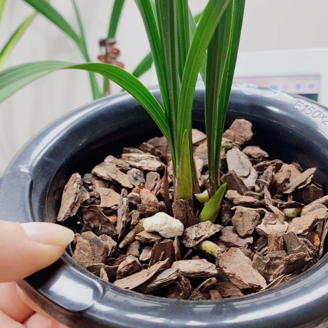 用***4大部分花苞少量开放