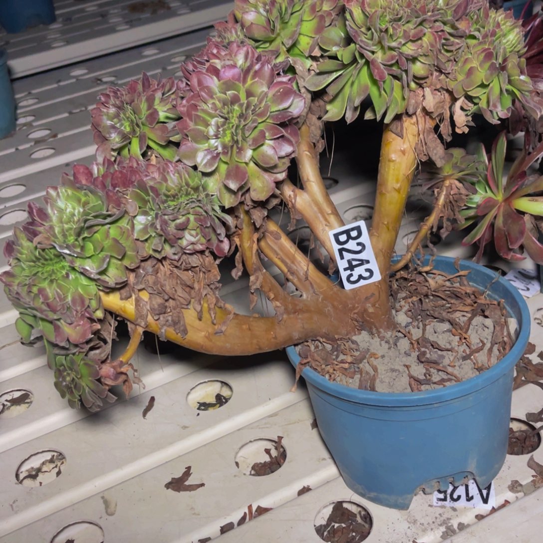 荷兰法师7//////35包邮
