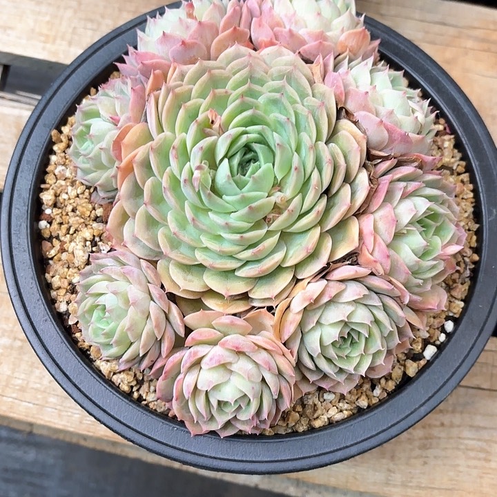 多肉植物，昂斯若