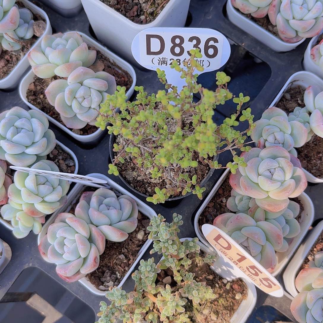 D836蜜桔糖球一物一拍