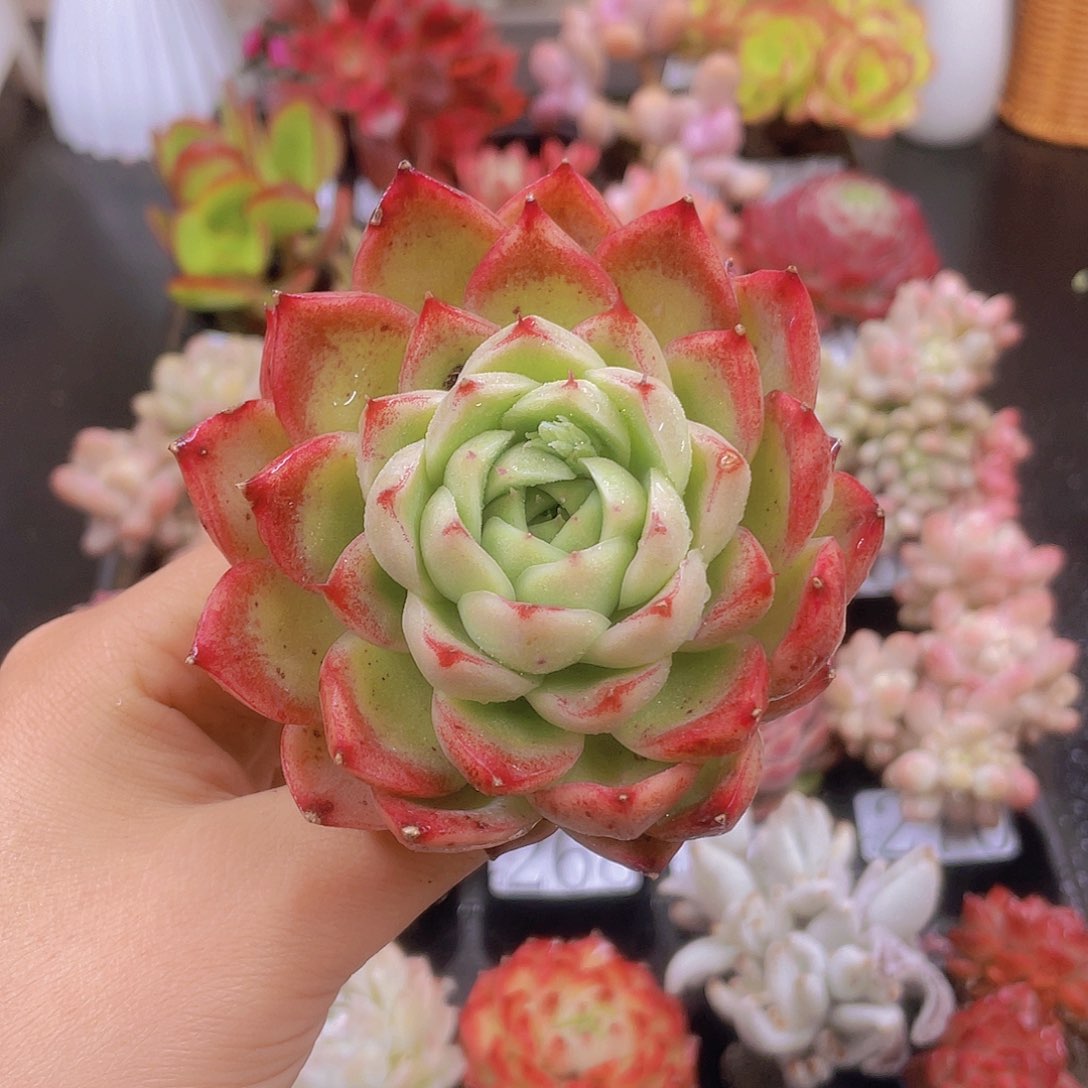 多肉鲁*西无土栽培多肉植物