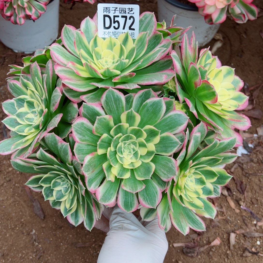 572海王雨子多肉植物