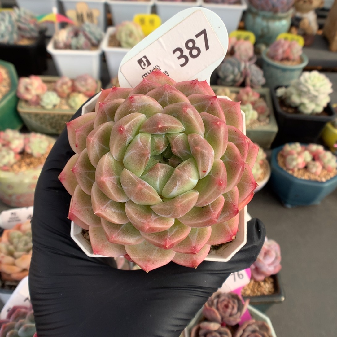 387 钻石纹糖心多肉