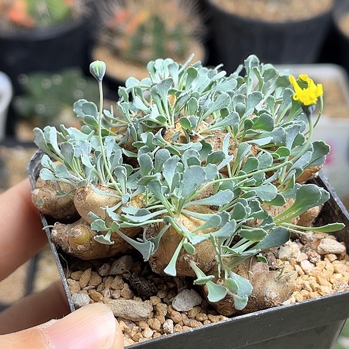 格加厚敦菊一物一拍