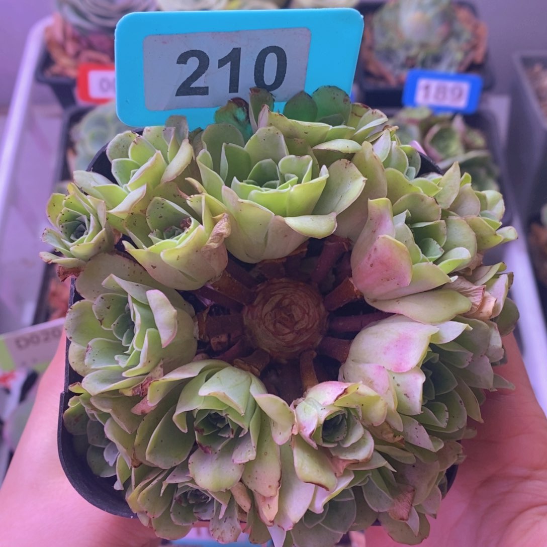 初见玫瑰群一物一拍210 