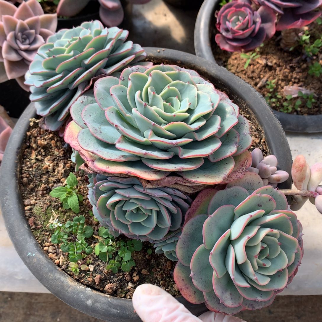 奶油黄桃一物一拍