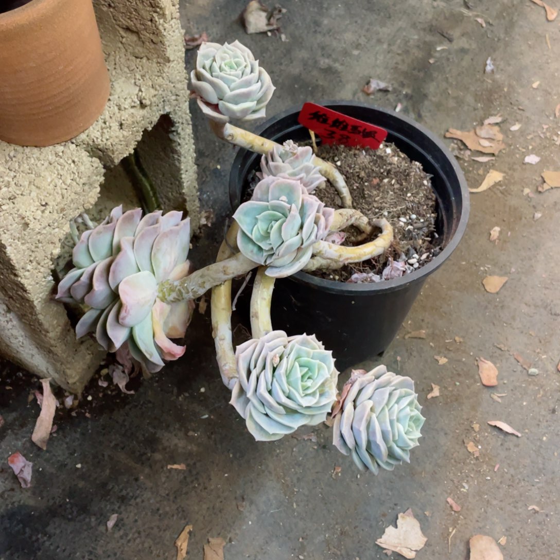 可爱玫瑰，，周老太多肉