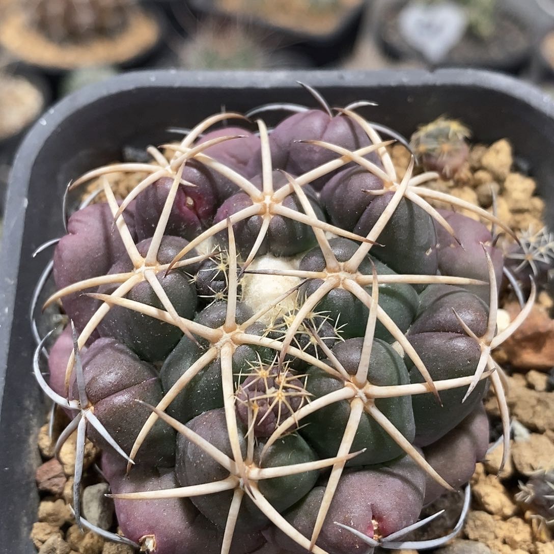 实生安宅象牙仙人球