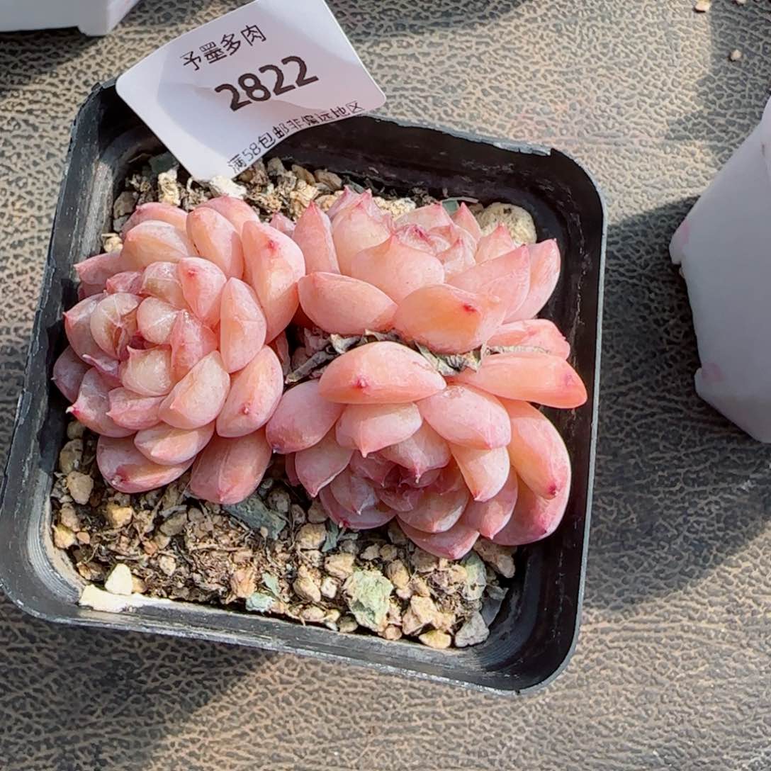 话梅糖，2822多肉植物