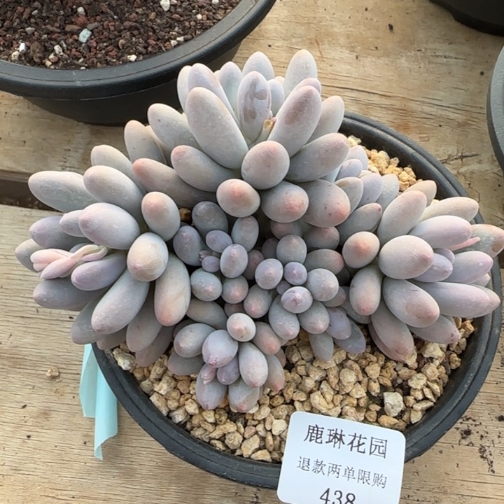 闪购精品多肉438号