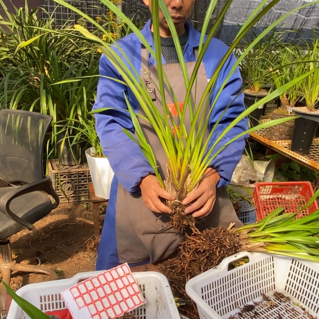 完全开放7保山昌宁兰