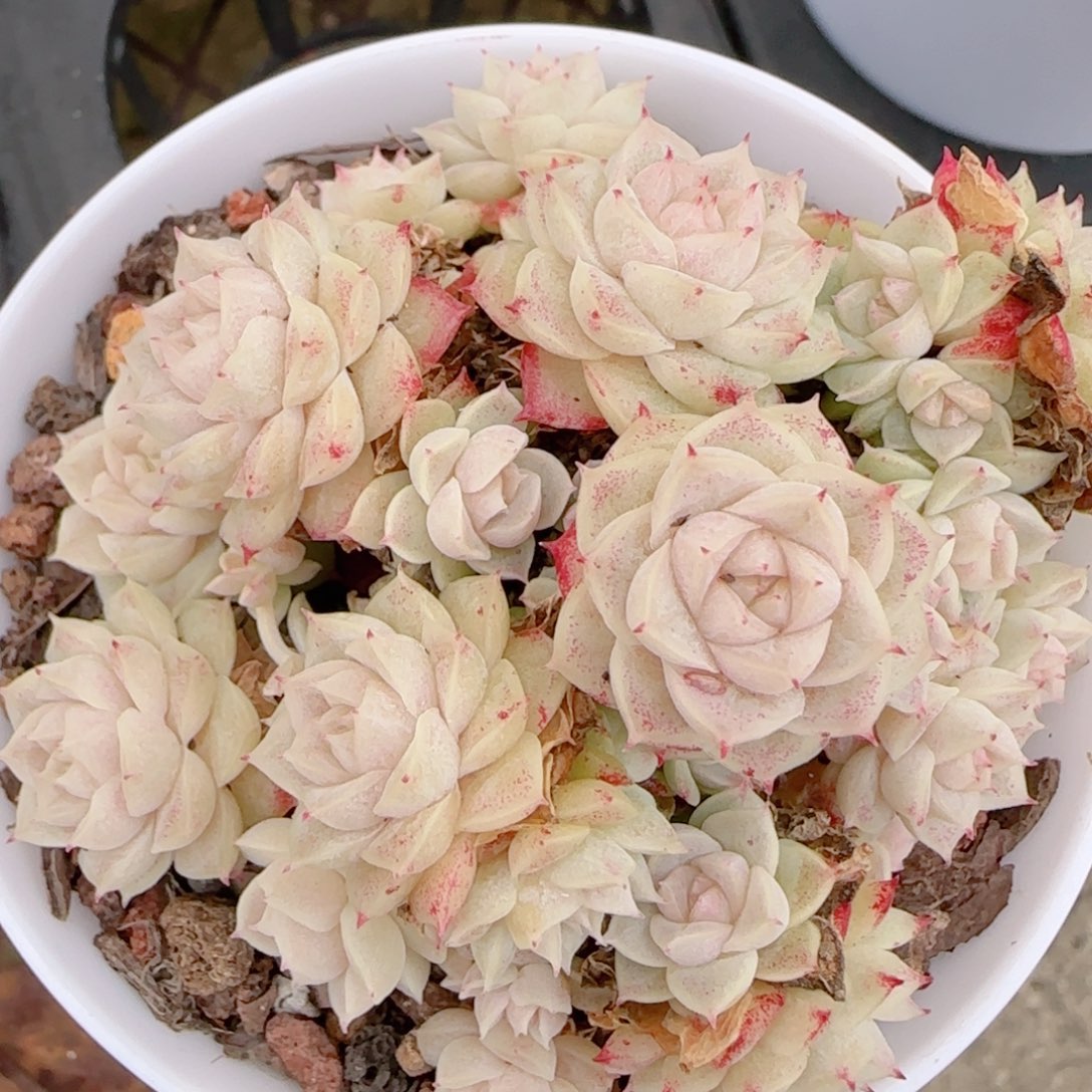 夏***天花语多肉1220-67散