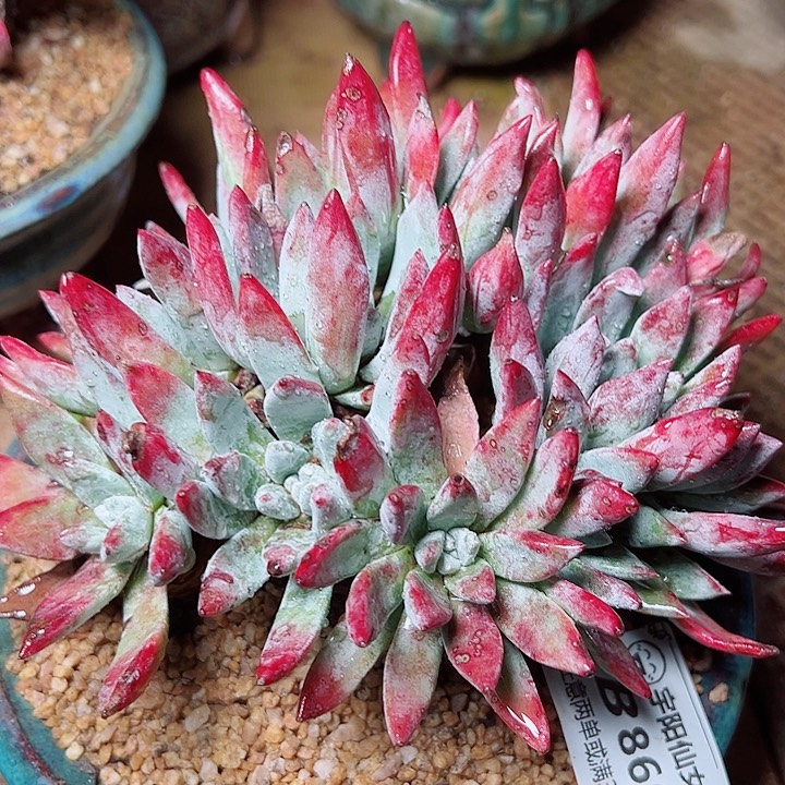 8661刘丹海瑟锐及纳才仙女吧